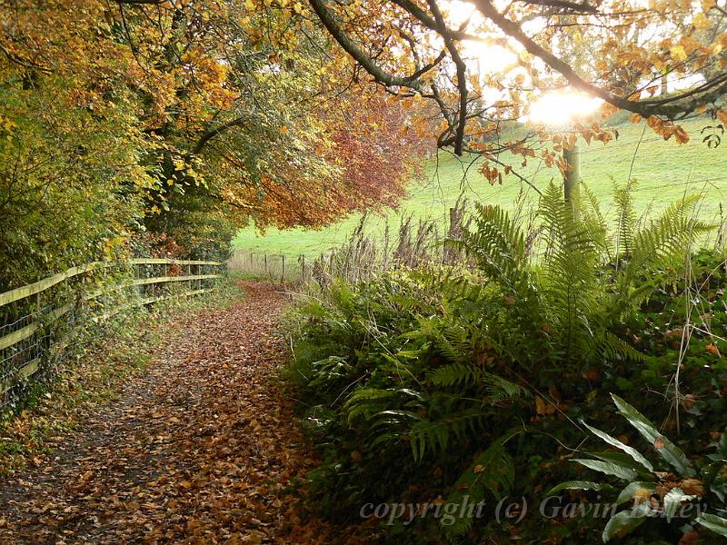 Autumn, Beaminster P1150656.JPG